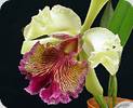 Cattleya dowiana aurea